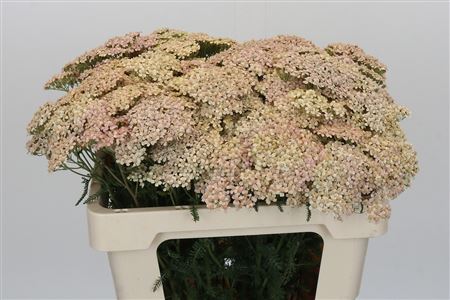 Achillea Millefolium Lachsschönheit