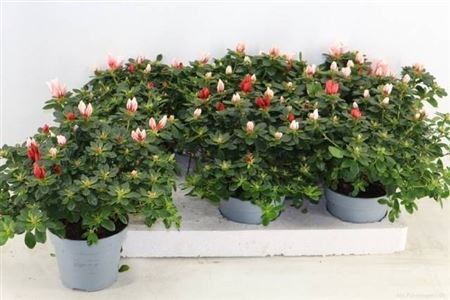 Rhodo Mix In Pot