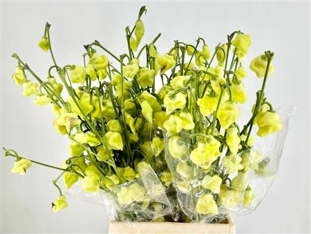Pepers Campanella L Green P Bunch