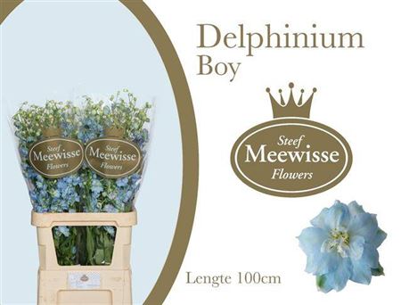 Delph Du Dewi Boy