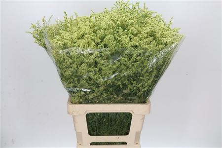 Limonium Diamond Yellow