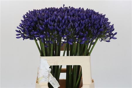 Agapanthus 'buddy Blue'