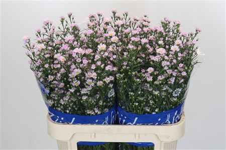 Aster Claudia