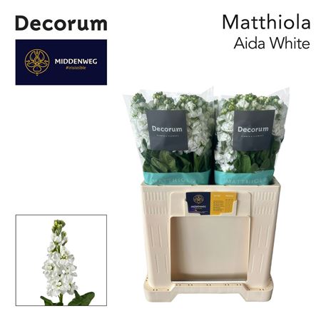 Matth Aida White