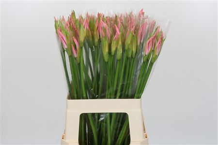 Nerine Vesta K