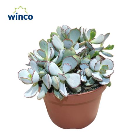 Adromischus Chocolyne