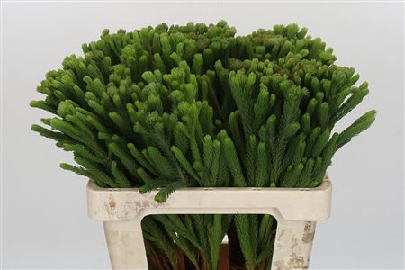 Kaaps Groen Albigreen