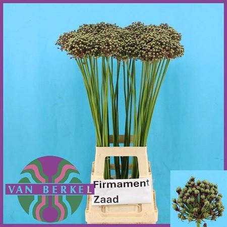 Allium Zaadbollen
