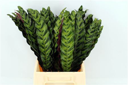 Calathea Inignes