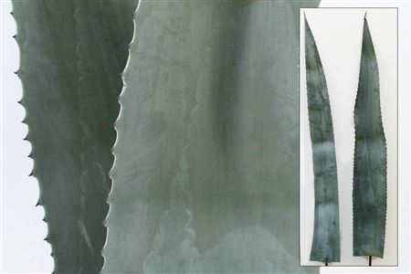 Agave American Bleu 120cm