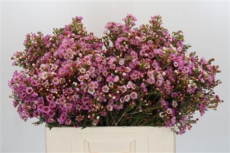 Chamelaucium Adi