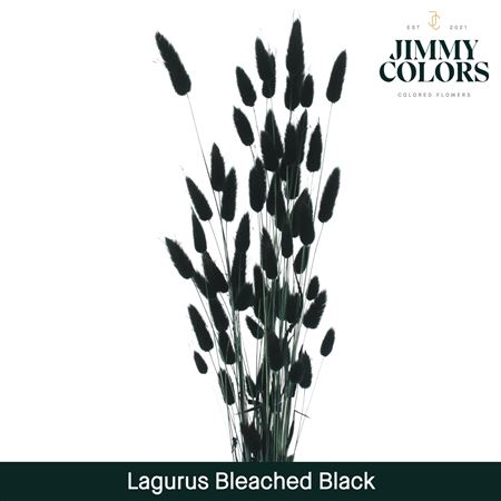 Lagurus Bleached Black