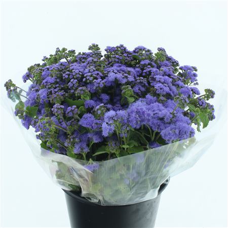 Ageratum H Blue Horizon