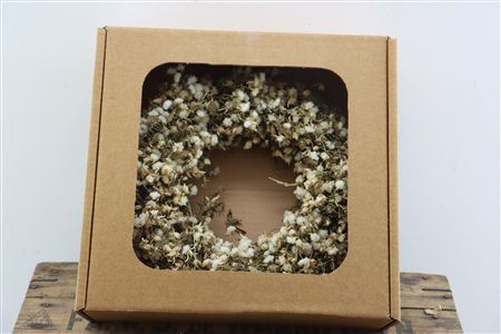 Wr Clematis Naturel 30cm