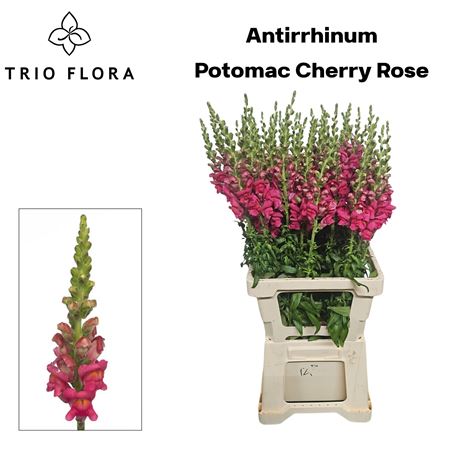 Anti Poto Cherr Rose