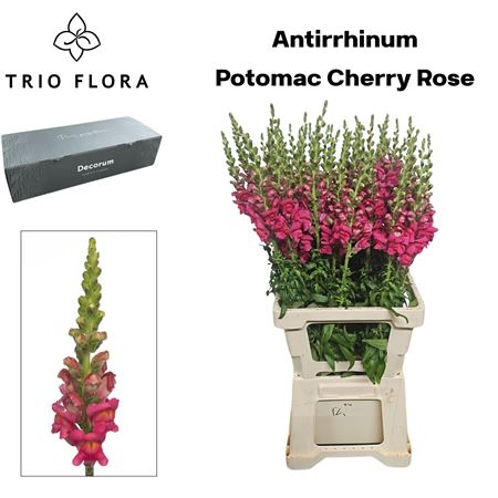 Anti Poto Cherr Rose