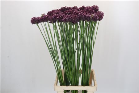Allium 'my Darling'