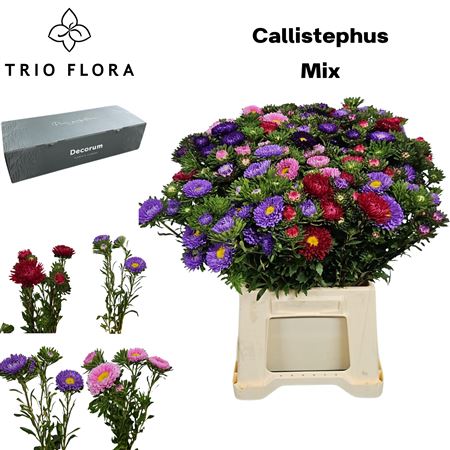 Callis Per Bos
