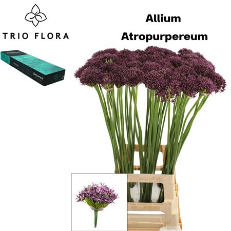 Allium Atropurpureum