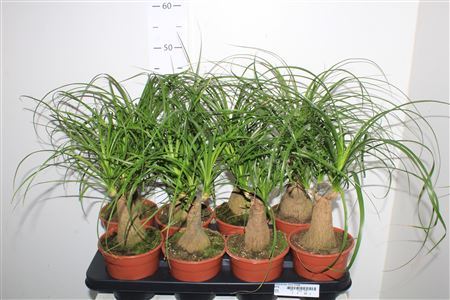 Beaucarnea Recur 3 Kop