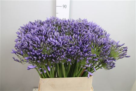 Agap Blue Giant