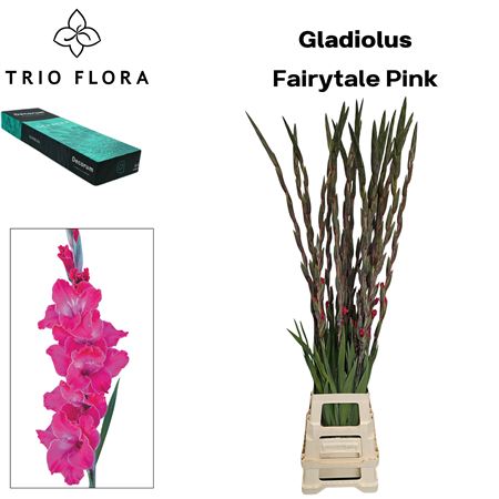 Glad Gr Fairyta Pink
