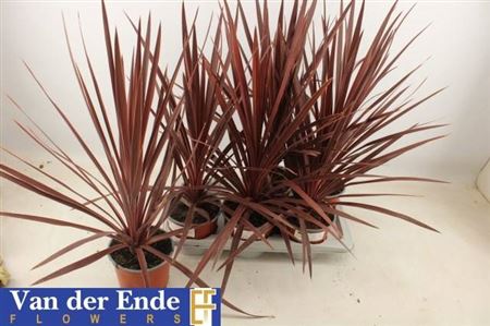 Cord Aus Red Star