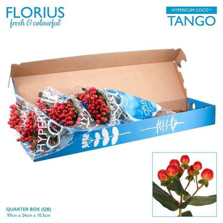 Hyp Coco Tango Red