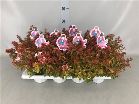 Abelia ... 'Lady Summerdream' met etiket