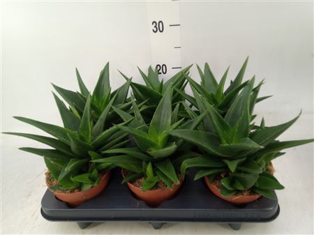 Agave 'shaka Koko' .