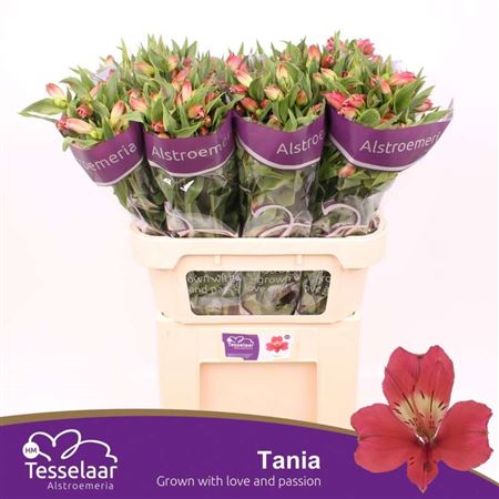 Alst Tania