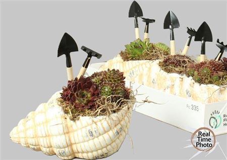 Arr Sempervivum In Shelff