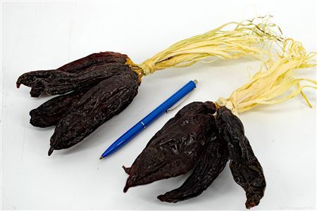 Chilipeper Dark