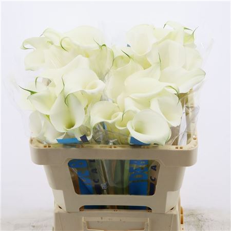 Calla Pure Art
