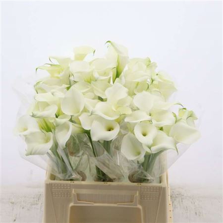 Calla Pure Art