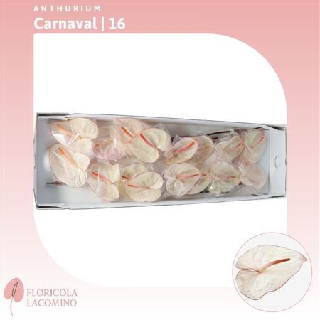 Anth A Carnaval