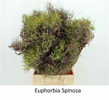 Euph Spinoza 250 Gram