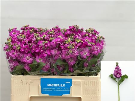 Matth Aida Deep Rose