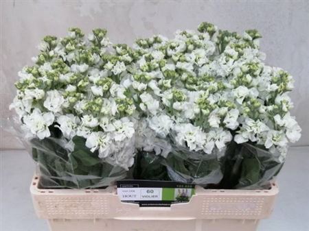 Matth Impala White