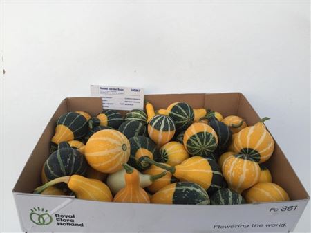 Cuc Pep Pear Bicolor