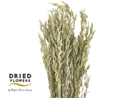 Dried Bromus