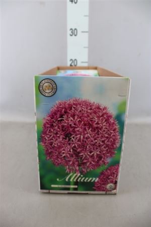 Allium ...flowerbulbs Globemaster  20+