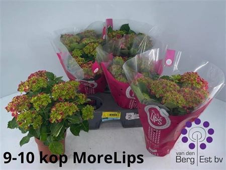 Hydr M Hi Fire 9-10 Bloemen+