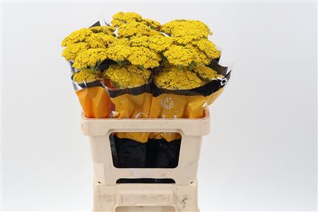 Achil Golden Prairie 70cm