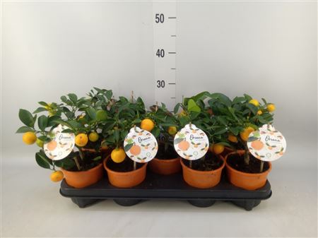 Citrofortunella Mic. CITRUS CALAMONDIN MINI-STEM (