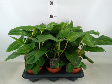 Adelonema Crinipes Crinipes