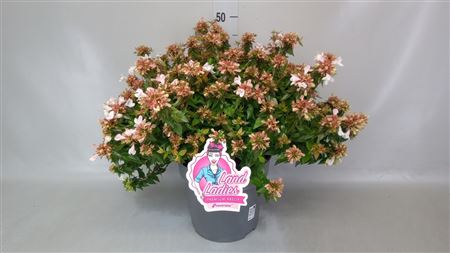 Abelia ... 'Prostata' met etiket XXL