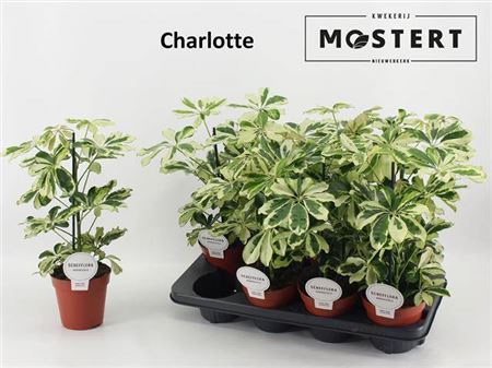 Schef Ar Charlotte # Sale@ #