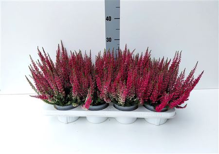 Calluna Vulg. 'beauty L Steffi' rood