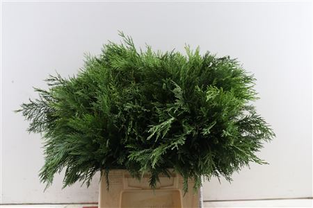 Conifeer Groen 55 Cm P Tak
